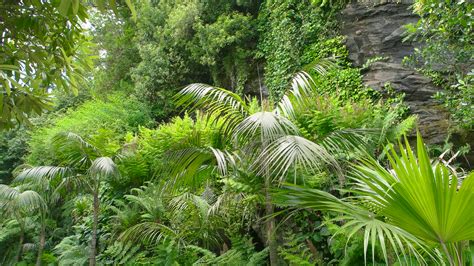 Green plants and rock. Nature in summer. Tropical climate zone. Stock Video Footage 00:10 SBV ...