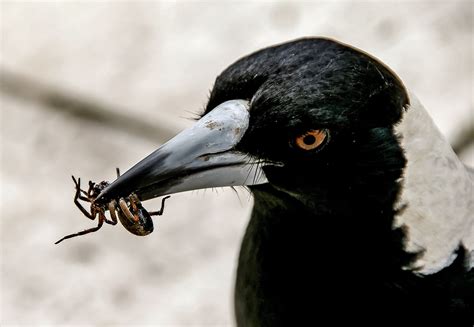 Why do Magpies swoop? - The Australian Museum