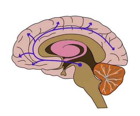 Mesocortical pathway - definition — Neuroscientifically Challenged