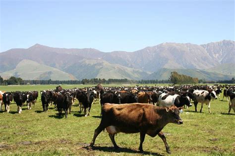 Dairy markets: New Zealand makes strong start to 2019/20 milking season ...