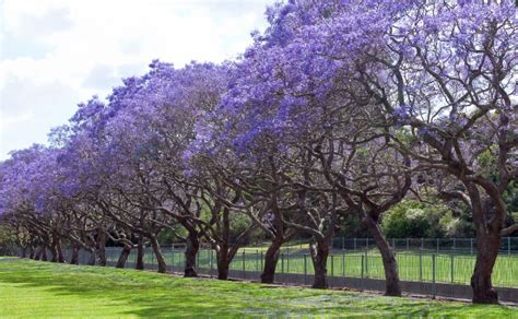 Jacaranda Trees - Burke's Backyard