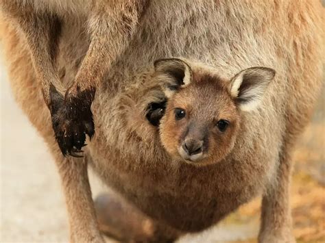 Marsupial babies are born in an embryonic state. | Business Insider India