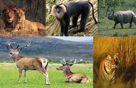 GK Quiz on Endangered, Critically Endangered species of India