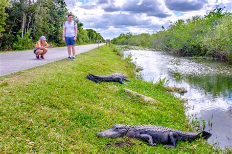 You've Gotta See This! Shark Valley in the Florida Everglades - Frequent Miler