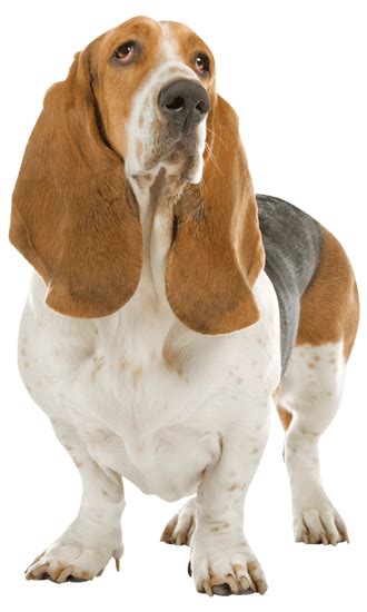 Basset Hound Training, Personality, & Health | TrainPetDog