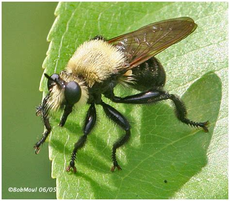 Family Asilidae – ENT 425 – General Entomology