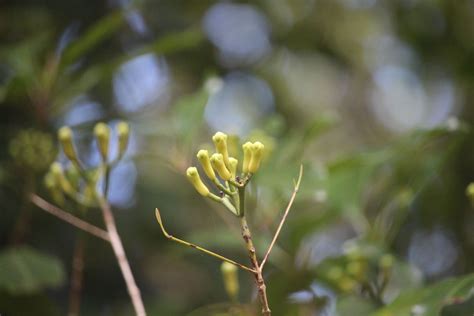 Syzygium aromaticum (L.) Merr. & L.M.Perry | Plants of the World Online ...