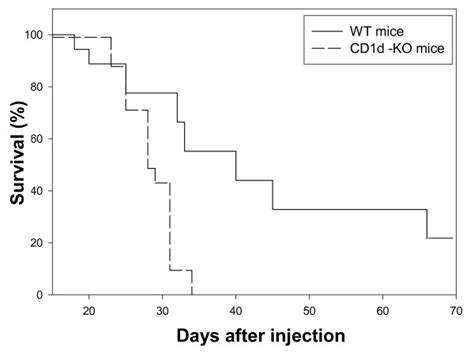 CD1d-knockout mice allowed faster subcutaneous development of... | Download Scientific Diagram