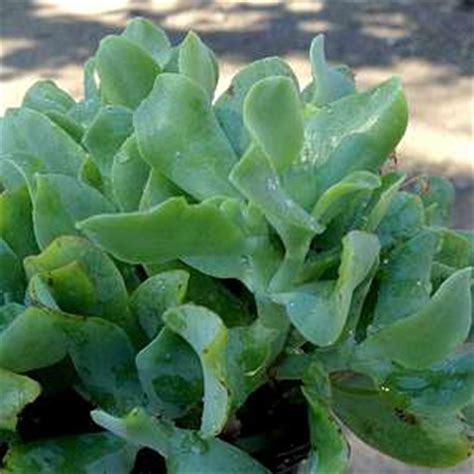 Crassula arborescens ssp. undulatifolia at San Marcos Growers