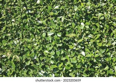 3 Clusia hedge Images, Stock Photos & Vectors | Shutterstock