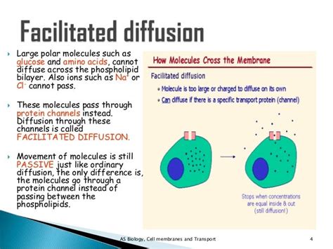 Facilitated diffusion