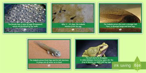 Amphibian Life Cycle Photo Pack (teacher made) - Twinkl