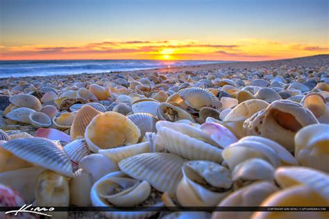 Seashells at the Beach Stuart Florida | HDR Photography by Captain Kimo