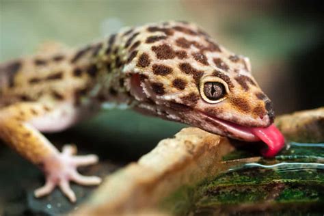 Leopard Gecko Morphs [the Ultimate Guide] - Reptile.Guide