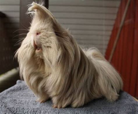 53 Guinea Pigs With The Most Majestic Hair | Bored Panda