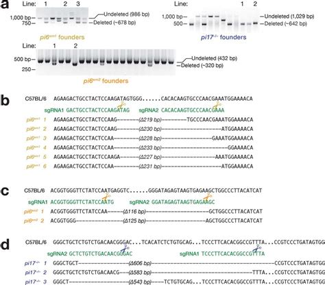 Confirmation of mutant founder genotypes a, Genotyping of mutant... | Download Scientific Diagram