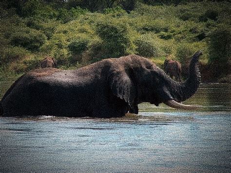 Zambezi River Facts | 25 Things to know about African Zambezi River – Factins