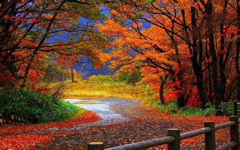 trail in autumn forest-Beautiful scenery wallpaper Preview | 10wallpaper.com