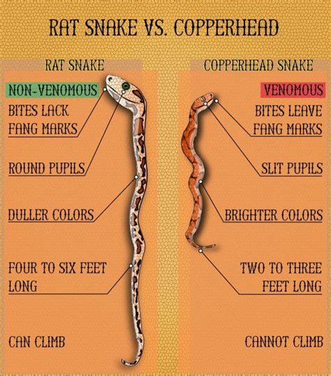 Is It a Rat Snake, Chicken Snake, or a Copperhead? | Rat snake, Poisonous snakes, Deadly animals