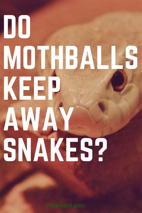 Do Mothballs Keep Snakes Away? | Keep snakes away, Snake, Garden snakes