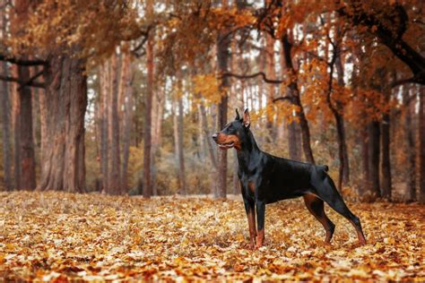 Doberman Pitbull Mix: An Ultimate Guide To This Crossbreed