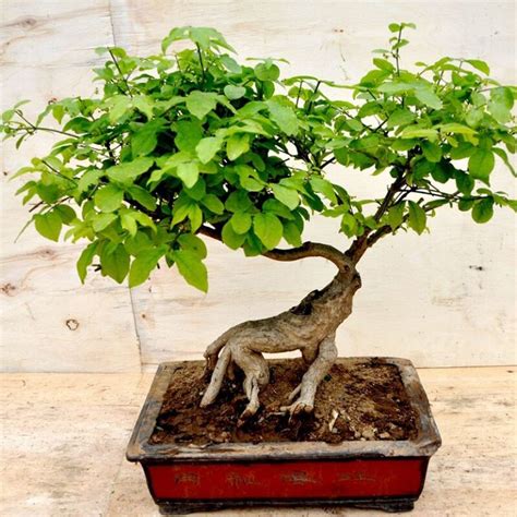 How to Grow Bonsai from Seeds - Pure Bonsai