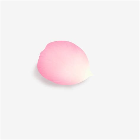 Pink Rose Petals Hd Transparent, Single Pink Rose Petal Png, Rose Petals, Floating, Beautiful ...