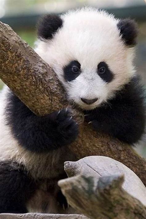 Pandas hugging trees... I need to go to China. | Baby panda pictures, Panda bear, Panda