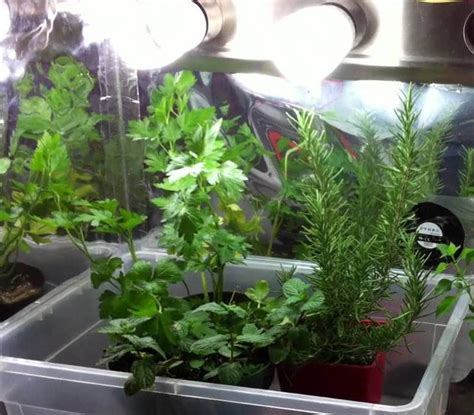 Grow Light Types, Importance in Indoor Gardening | Gardening Tips