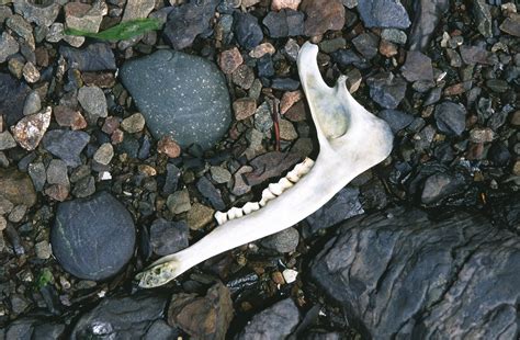 Deer Jawbone On Beach