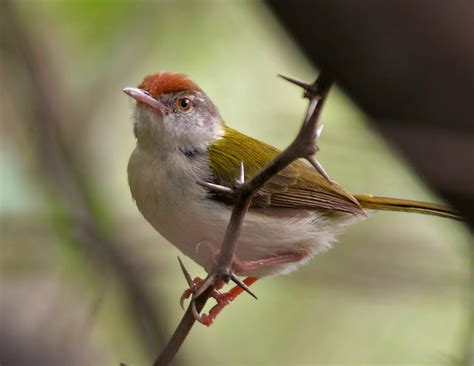 El ojo del buitre: Aves - Pájaro sastre (Orthotomus sutorius)