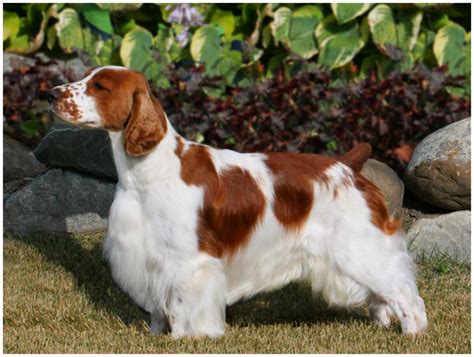 Welsh Springer Spaniel - Puppies, Rescue, Pictures, Temperament, Characteristics | Animals Breeds