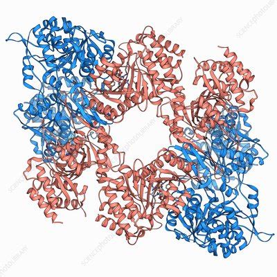 Isocitrate dehydrogenase molecule - Stock Image - F006/9663 - Science Photo Library