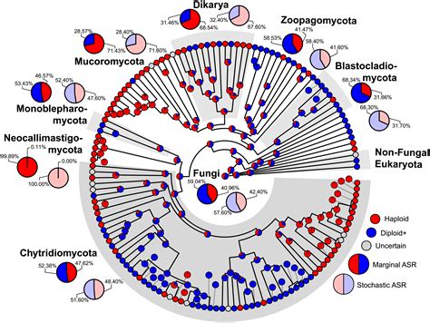 Chytridiomycota Life Cycle