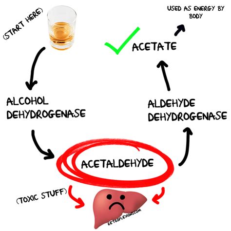 Precision Digestive Care » How Exactly Does Alcohol Cause Liver Problems?