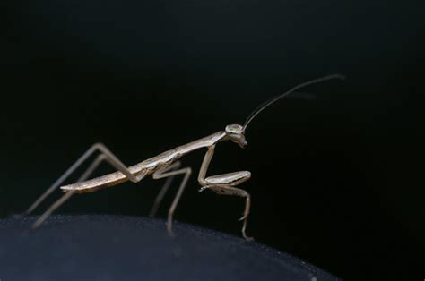 Baby Mantis | about 3/4" long and very camera shy | Nick Harris | Flickr