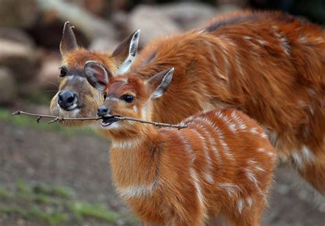 12 flagrantes adoráveis de animais com seus filhotes