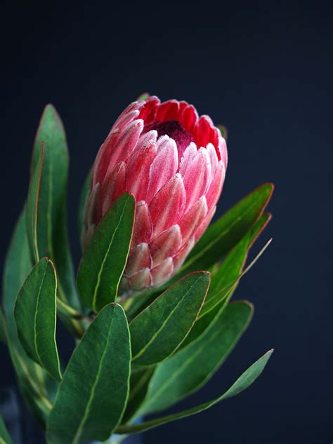 3440x1440px | free download | HD wallpaper: protea, vase, plant, flowers, bloom, botany, petals ...