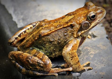 Free Images : nature, rain, toad, amphibian, aquatic plant, flora ...