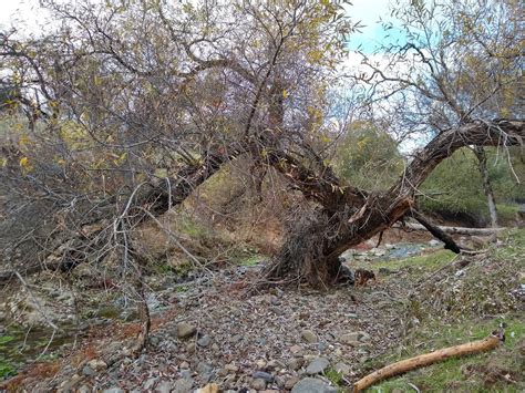 Adding More Habitat and Nectar Plants – Winter – Heather Bernikoff