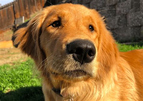 4-Month-Old Golden Retriever: Training, Feeding, and Behaviors