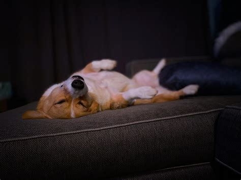 The I is typical corgi sleeping pose. : r/corgi