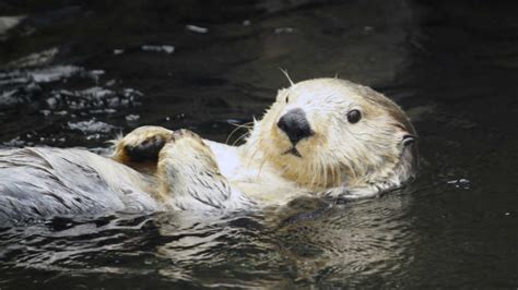 Otter Spotter Community-based Science | River Otter Ecology Project