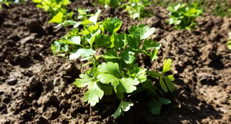 How Does Celery Grow From Seeds? (Germination To Storage) - EmbraceGardening