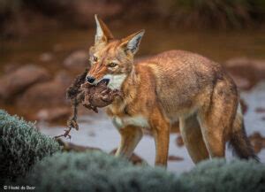 Ethiopian wolf - Africa Geographic