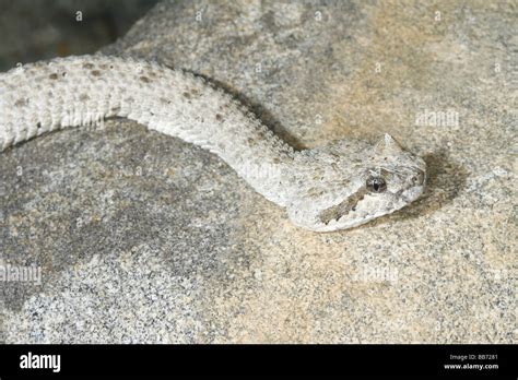 Sidewinder (rattlesnake) is named for its method of locomotion, a side ...