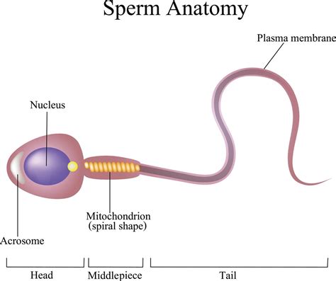 [DIAGRAM] Labeled Sperm Cell Diagram - MYDIAGRAM.ONLINE