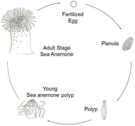 Marine Drugs | Free Full-Text | Sea Anemone (Cnidaria, Anthozoa, Actiniaria) Toxins: An Overview