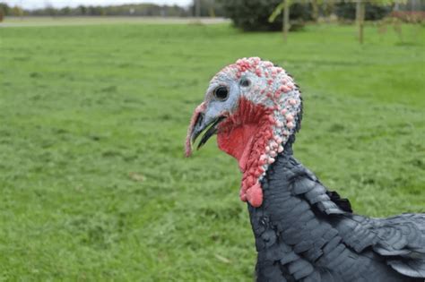 Breed Spotlight: Raising Heritage Turkeys - Meyer Hatchery Blog