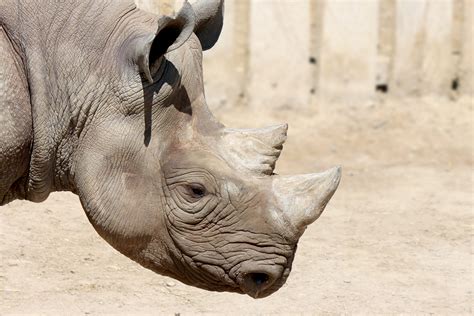 Black Rhino Profile Free Stock Photo - Public Domain Pictures